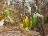 Salix pentandra