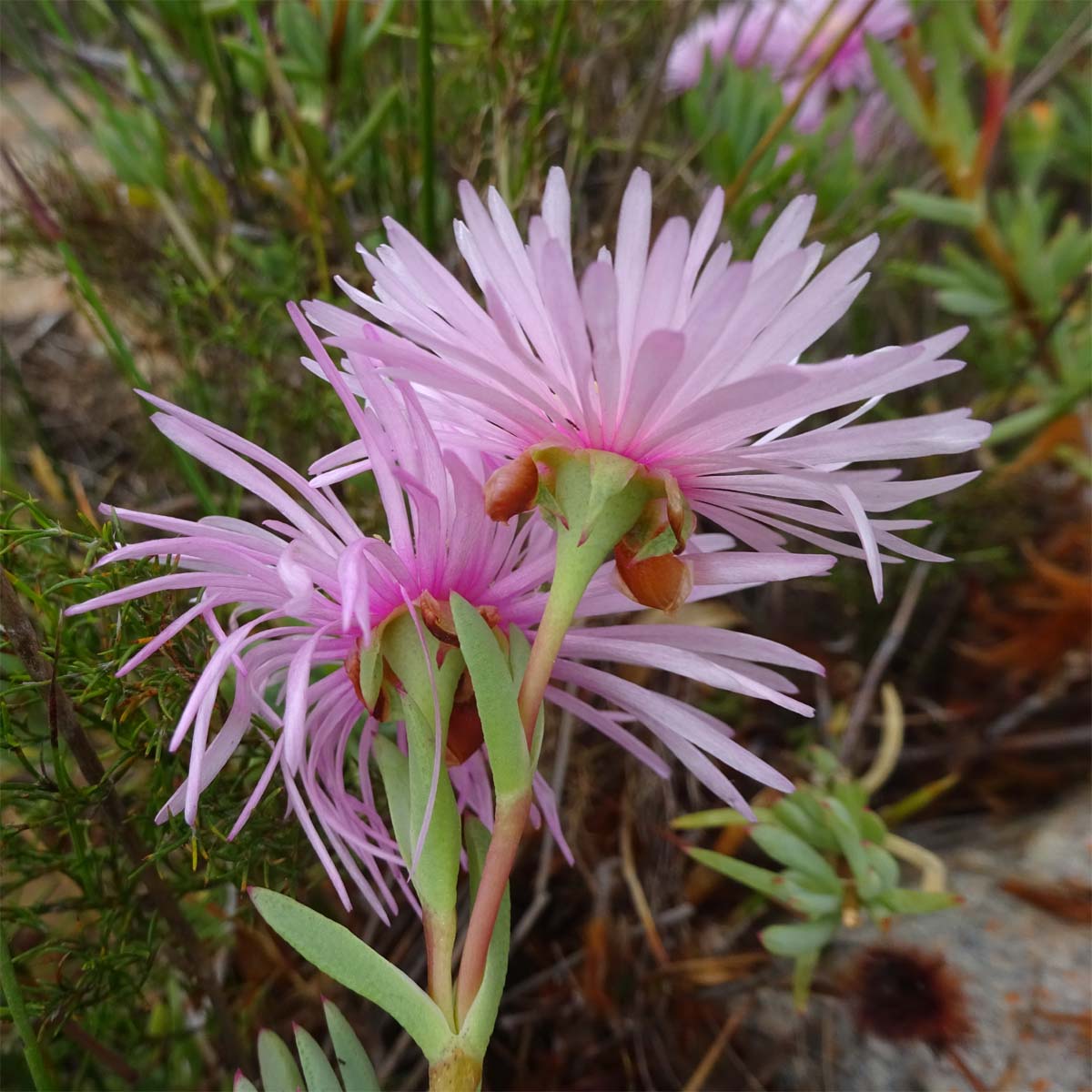 Изображение особи Lampranthus falcatus.