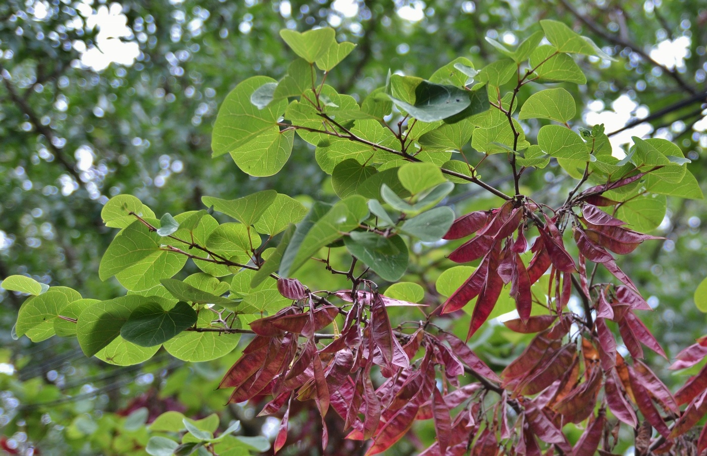 Изображение особи Cercis siliquastrum.