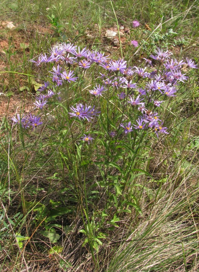 Изображение особи Aster bessarabicus.