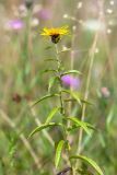 Inula salicina