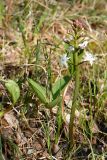 Menyanthes trifoliata