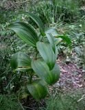 Veratrum lobelianum