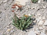 Sedum reflexum