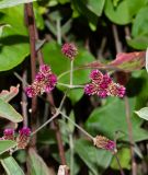 Alternanthera porrigens