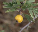 Crataegus pojarkovae. Верхушка ветви с плодом. Крым, Карадагский заповедник, Северный перевал, степной склон с кустарниками. 26 сентября 2021 г.