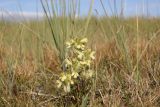 Pedicularis abrotanifolia. Цветущее растение. Республика Алтай, Кош-Агачский р-н, плоскогорье Укок, 2217 м н.у.м., окр. оз. Гусиное. 4 августа 2020 г.