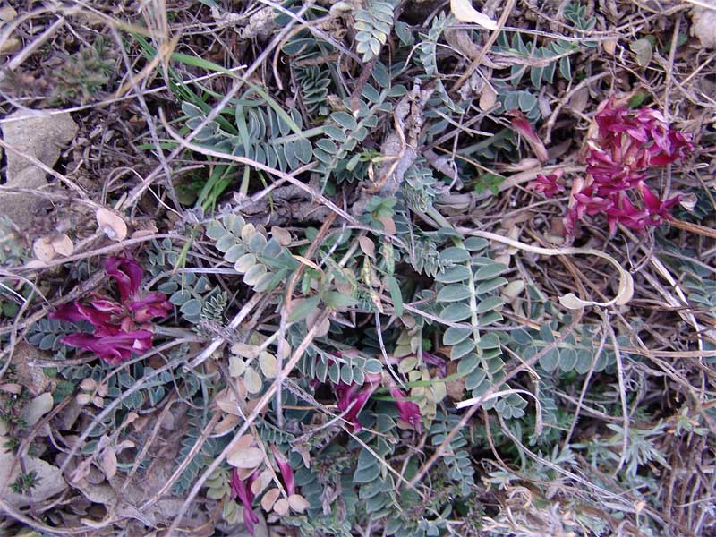 Image of Astragalus brachycarpus specimen.