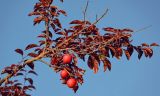 Prunus variety pissardii