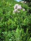 Thalictrum aquilegiifolium. Верхушка цветущего растения. Смоленск, сухой луг на склоне холма. 04.06.2011.