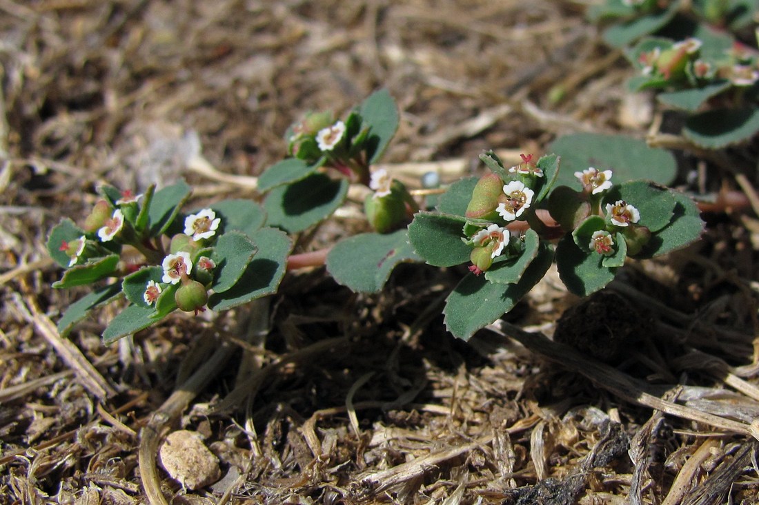 Изображение особи Euphorbia chamaesyce.