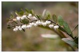 Chamaedaphne calyculata. Побег с цветками. Республика Татарстан, г. Казань, 13.05.2006.