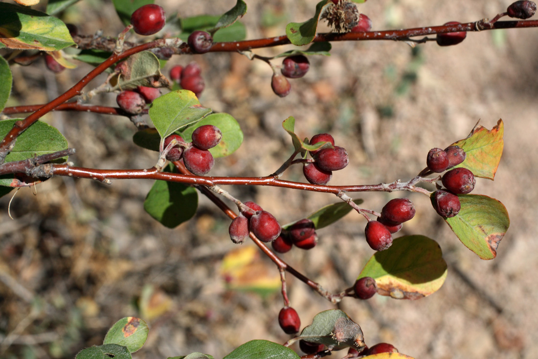 Изображение особи Cotoneaster suavis.