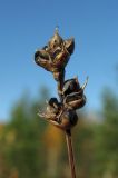 Carex chordorrhiza