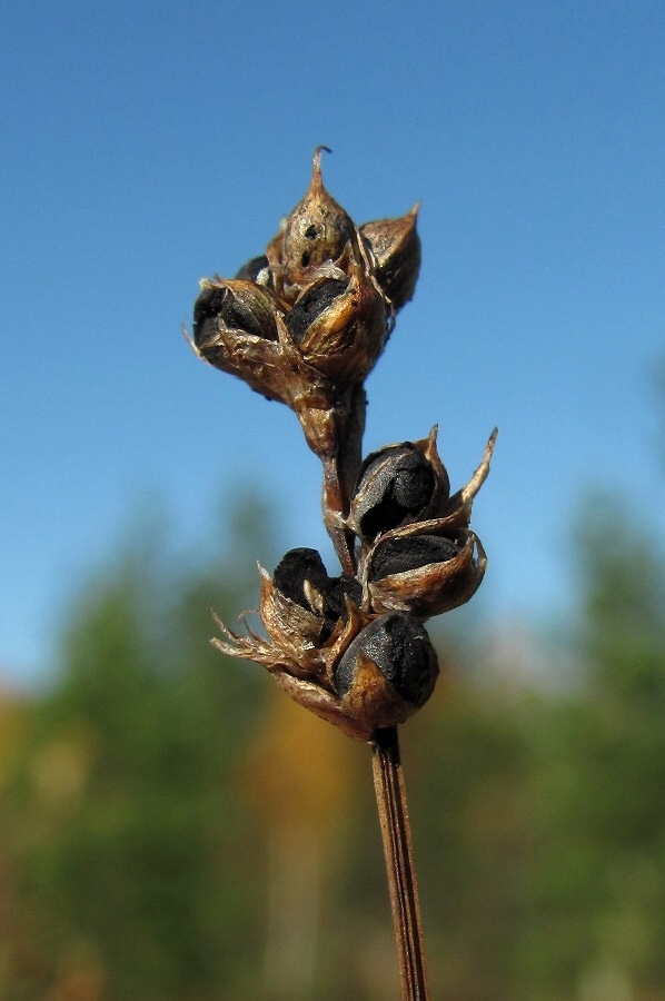 Изображение особи Carex chordorrhiza.
