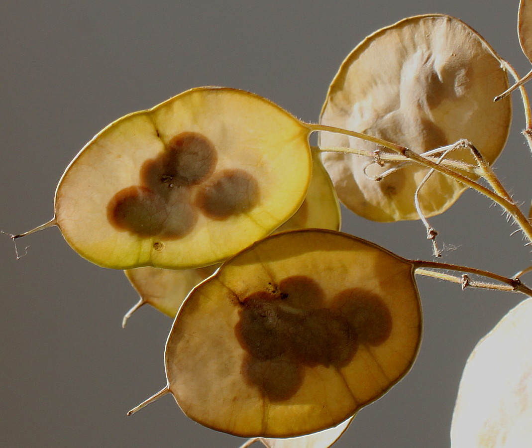 Изображение особи Lunaria annua.