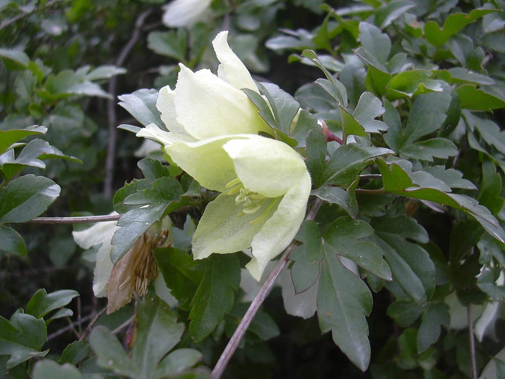 Изображение особи Clematis cirrhosa.