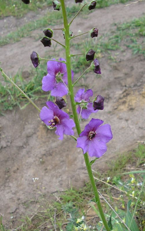 Изображение особи Verbascum phoeniceum.