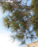 Pinus halepensis. Концы веток с микростробилами и молодой шишкой. Испания, Каталония, Жирона, Тосса-де-Мар, крепость Вила-Велья. 24.06.2012.