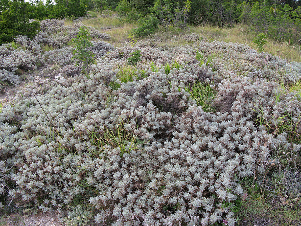 Изображение особи Astragalus arnacanthoides.