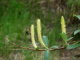 Salix nipponica