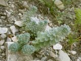 Linum lanuginosum