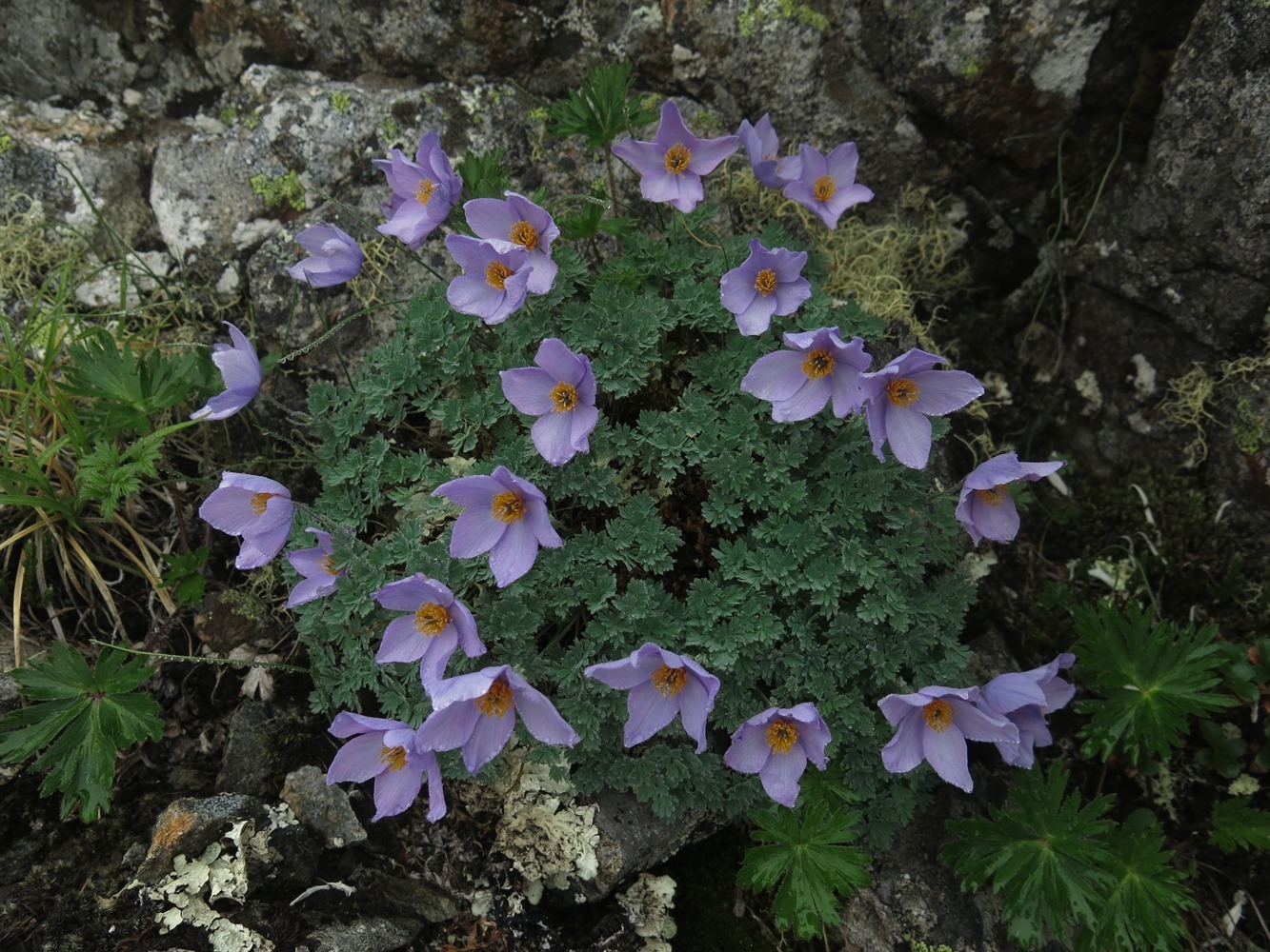 Изображение особи Paraquilegia microphylla.