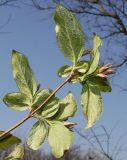 Weigela praecox