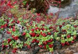 Vaccinium vitis-idaea. Плодоносящее растение на берёзовой гнилушке. Кольский полуостров, берег губы Грязная Кольского залива. Начало сентября 2005 г.