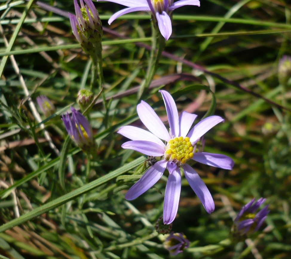 Image of Galatella angustissima specimen.