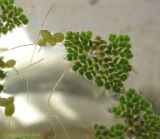 Azolla caroliniana. Вайя с корешком. Киев, Институт ботаники, в аквариуме, взято из пруда на Южной Борщаговке. 25 августа 2014 г.