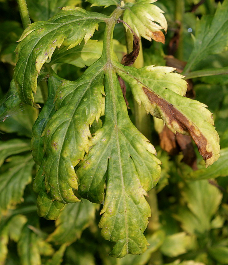 Image of Artemisia lactiflora specimen.