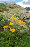 Pulsatilla aurea