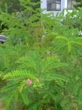 Robinia viscosa