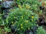 Potentilla biflora. Отцветающее растение. Тува, Тоджинский р-н, долина р. Аржаан-Хем (выс. около 1700 м н.у.м.), горная тундра. 07.07.2015.