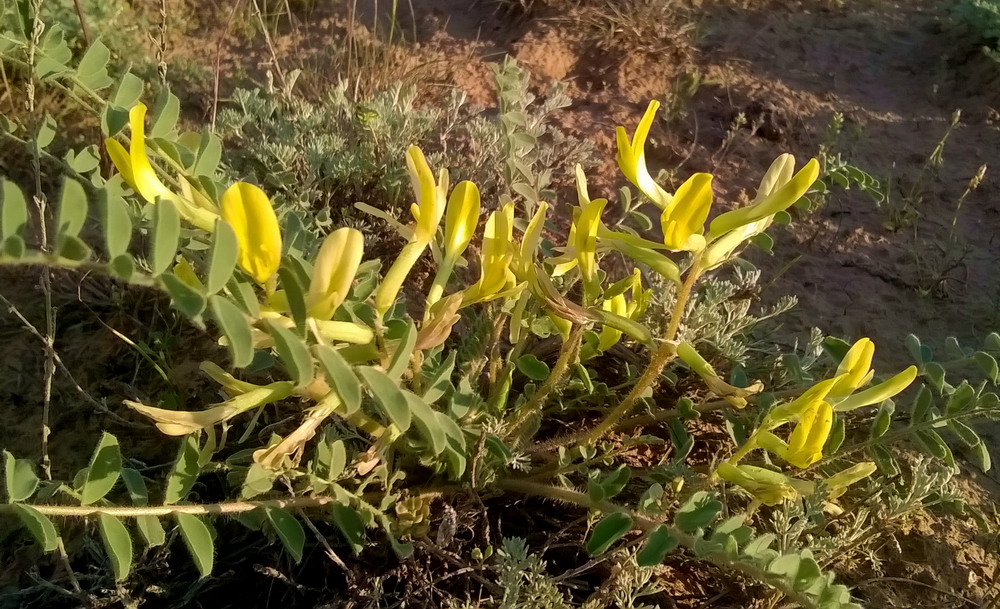 Изображение особи Astragalus longipetalus.