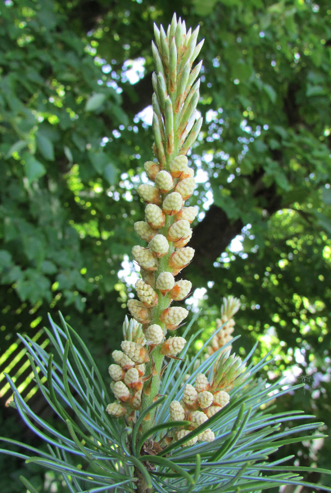 Изображение особи Pinus parviflora.