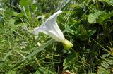 Calystegia silvatica