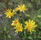 род Hieracium