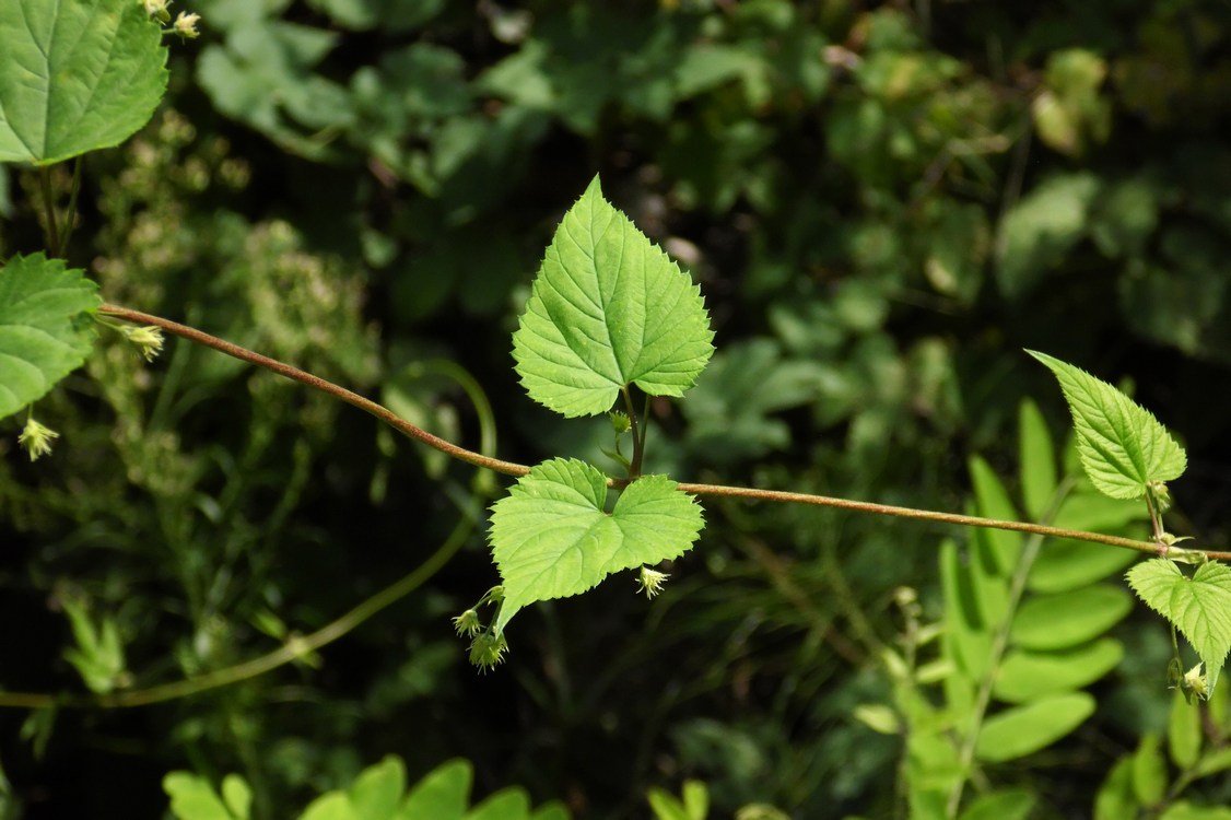 Изображение особи Humulus lupulus.