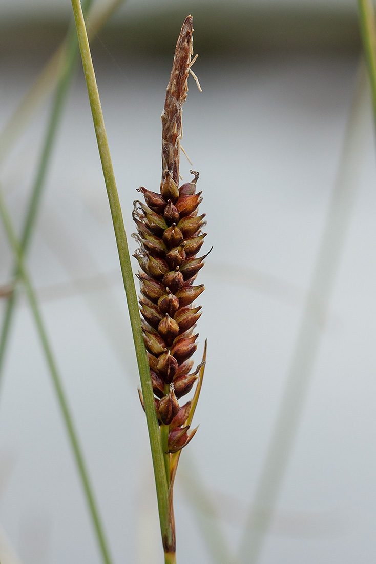 Изображение особи Carex rotundata.
