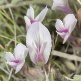 Astragalus dolichophyllus. Часть соцветия. Саратовская обл., Новоузенский р-н, урочище Куриловская тюльпанная степь. 30.04.2017.