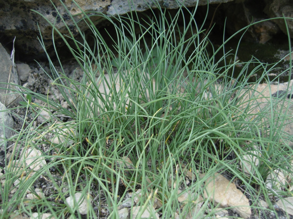 Image of Allium gunibicum specimen.