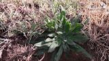 Echium biebersteinii