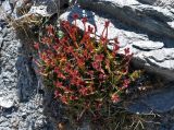 Rhodiola gelida. Плодоносящее растение. Таджикистан, Фанские горы, перевал Алаудин, ≈ 3700 м н.у.м., каменистый склон. 05.08.2017.