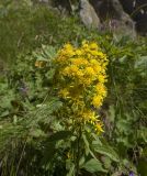 genus Solidago. Верхушка цветущего растения. Кабардино-Балкария, Эльбрусский р-н, южный склон г. Эльбрус, отрог между реками Терскол и Гарабаши, тропа, по которой поднимаются работники Терскольской обсерватории, субальпийский луг. 20.08.2009.