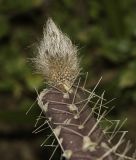 Selenicereus grandiflorus