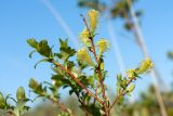 Salix starkeana. Верхушка веточки с отцветающими мужскими соцветиями. Ленинградская обл., Гатчинский р-н, окр. пос. Пудость, сухое дно заросшего карьера. 26.05.2018.