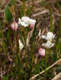 Cardamine victoris. Верхушка цветущего и плодоносящего растения. Магаданская обл., окр. г. Магадан, п-ов Старицкого, около болотного ручья. 13.07.2010.