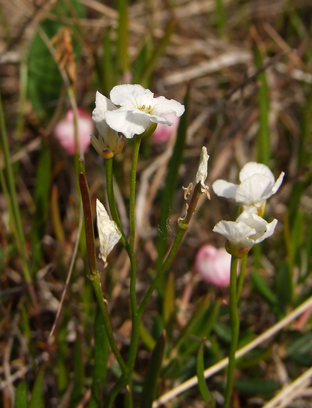 Image of Cardamine victoris specimen.